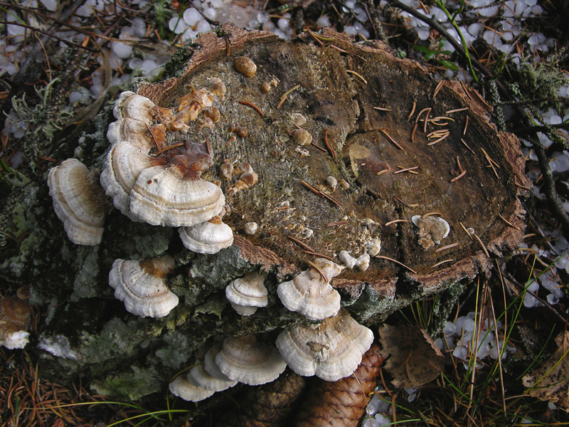Trametes da determinare.